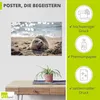 ARTland Poster Baby-Robbe am Strand von List, Sylt Größe: Produktbild-Vorschau 2