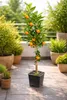 Zitronenbaum Clementine Spinoso (120-150 cm) – Süße Produktbild-Vorschau 1