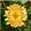 Das "Gelingt-immer"-Puzzle Wiesenblumen Produktbild-Vorschau 5