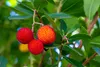 Set de 4 fraisiers - Arbutus unedo 'Cobra' - Hauteur 35cm - Voir les images du produit 3