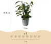 Prunus lusitanica Angustifolia - Švestka čičorka - Náhled obrázku produktu 3