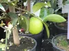 Limettenbaum Lima Verde Caipirinha Limette 70-100 cm – Produktbild-Vorschau 2