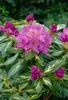 Rhododendron Hybride Goldflimmer 40-50 cm, im Topf, Produktbild-Vorschau 1