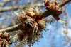 SAFLAX - červený javor - Acer rubrum - 20 Semená Náhľad obrázku produktu 7