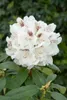 Rhododendron Hybr. 'Schneebukett', weiß, 30–40 cm Produktbild-Vorschau 11