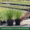Stauden Gänge 2 x Cortaderia selloana im 1 Liter Topf - Produktbild-Vorschau 7