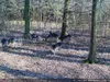 Outdoor Wildlife Hunting Trail und Wildkamera OXE Spider Produktbild-Vorschau 28