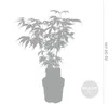 Bloomique - 4er Set - Acer Atropurpureum - Japanischer Produktbild-Vorschau 3