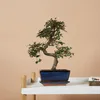 Bloomique - Bonsai Zelkova - Kształt litery S - Drzewko Podgląd zdjęcia produktu 2