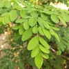 Moringa (Moringa oleifera)  - 10 semi Anteprima dell’immagine prodotto 1