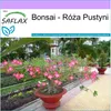 SAFLAX - Bonsai - Róża Pustyni - 8 Nasiona - Adenium obesum Podgląd zdjęcia produktu 5