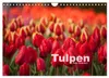 Tulpen (Wandkalender 2027 DIN A4 quer), CALVENDO Produktbild-Vorschau 1