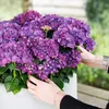 Ortensia Forever & Ever – Viola – 2 piante – Hydrangea Anteprima dell’immagine prodotto 5