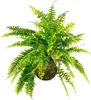 Gardners Kokedama Nephrolepis exaltata (L) Náhled obrázku produktu 1