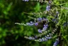 SAFLAX - Heilpflanzen - Mönchspfeffer - 30 Samen - Vitex Produktbild-Vorschau 8