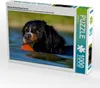 CALVENDO Puzzle Berner Sennenhund Javaro | 1000 Teile Produktbild-Vorschau 1