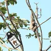 Schutzengel Faultier Schlüsselanhänger mit Produktbild-Vorschau 2