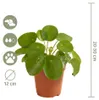 Pilea Peperomioides, Ufopflanze, Zimmerpflanze, 15-20 cm, Produktbild-Vorschau 7