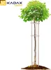 KADAX Baumstütze 195 cm aus robustem Holz, Baumpfahl zur Produktbild-Vorschau 5