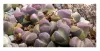 20x Lithops sp. Mix Sukkulenten Lebende Steine Pflanzen - Produktbild-Vorschau 5