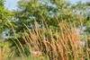 Trawa ozdobna "Karl Foerster" (Calamagrostis x acutiflora), Podgląd zdjęcia produktu 12