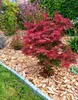 Roter Fächerahorn Acer Palmatum Shaina 80 - 100 cm Ahorn Produktbild-Vorschau 1