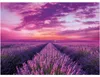 Clementoni 98450 - Puzzle - Lavendel Feld (1000 Teile) Produktbild-Vorschau 2