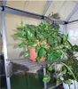 A shelf in a greenhouse with plants on it. Produktbild-Vorschau
