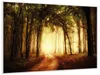 Wallario Wandbild Sonnenuntergang auf dem Waldweg, Größe: Produktbild-Vorschau 2