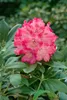 Rhododendron yakushimanum 'Morgenrot', rosa Blüten, 30–40 Produktbild-Vorschau 7