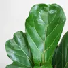 Ficus Lyrata – Figuier lyre – Plante d'intérieur ↕80 cm – Voir les images du produit 5