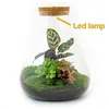 Urbanjngl Sam Calathea giardino in bottiglia con lampada - Anteprima dell’immagine prodotto 2