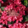 2 x  Ortensia  - Hydrangea macrophylla 'Kardinal'  | 25-30 Anteprima dell’immagine prodotto 2