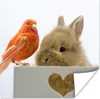 MuchoWow® Poster Tiere - Kaninchen - Vogel 100x100 cm - Produktbild-Vorschau 1