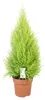 Cupressus Goldcrest Wilma - 80-90cm - Ø21cm - Zimmerpflanze Produktbild-Vorschau 1