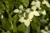 Cornus kousa 'Wieting's Select', Japanischer Produktbild-Vorschau 5
