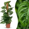 Green boutiQ - Zimmerpflanze - Monkey Mask - Monstera Produktbild-Vorschau 1