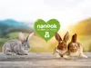 Clapier pour petits animaux - montage simple par clic Voir les images du produit 12