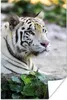 MuchoWow® Poster Tiger - Weiß - Sand 20x30 cm - Papierdruck Produktbild-Vorschau 1