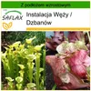 SAFLAX - Instalacja Węży / Dzbanów - 10 Nasiona - Z Podgląd zdjęcia produktu 10