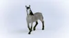 Cheval de Selle Français Jument Voir les images du produit 11