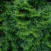 GreenboutiQ - Heckenpflanzen - Thuja occidentalis Smaragd - Produktbild-Vorschau 4