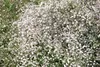 Gypsophila paniculata 'Schneeflocke', Schleierkraut, weiß, Produktbild-Vorschau 1