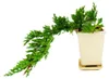 Bonsai – Juniperus – borievka – kaskáda – 10 × 10 cm Náhľad obrázku produktu 2