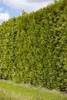 Thuja occidentalis 'Smaragd', Lebensbaum, immergrün, 60–80 Produktbild-Vorschau 9