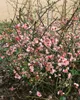 Chaenomeles japonica, Zierquitte, 40–60 cm, leuchtend rot Produktbild-Vorschau 11