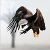MuchoWow® Poster Weißgesicht-Seeadler - Adler - Raubvogel - Produktbild-Vorschau 2