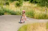BOLDCUBE Großer 3-Rad-Scooter / Kinder Roller ab 5, 6 und 7 Produktbild-Vorschau 5