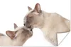 MuchoWow® Poster Zwei süße burmesische Katzen kuscheln Produktbild-Vorschau 1