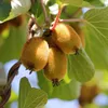 Green boutiQ - Obst Pflanze - Actinidia deliciosa Golden Produktbild-Vorschau 5